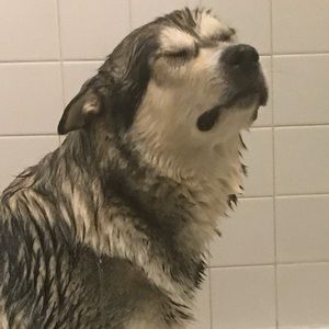 Meet your Posher, Taj